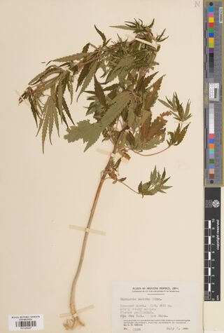 Digitised herbarium sheet with a leafy branched Cannabis top on a thick stem and a printed Plants of Shantung Province label.