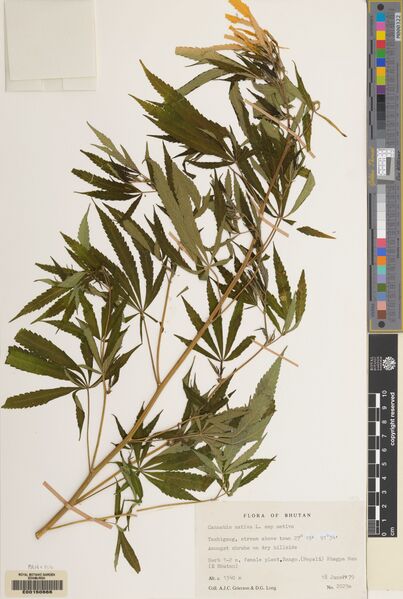 File:Grierson 2029a specimen E00150666.jpg