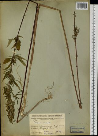 Digitised herbarium sheet on grey-green paper with two long Cannabis stems, one bare and one with leafy and flowering branches, and a printed label at the foot.