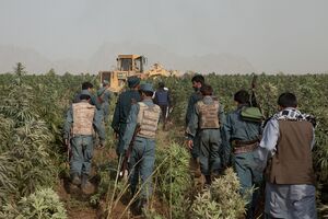 Uniformed police with rifles walking in single file through a field of tall green cannabis plants towards a yellow bulldozer, with bare mountains in haze behind