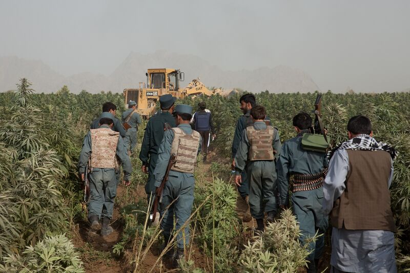 File:Afghan-hashish-trade-cannabis-field-Zharay-2011.jpg