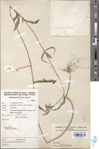 Digitised herbarium sheet with a slender uprooted Cannabis sativa plant beside a printed field label of the Congo agronomic institute.