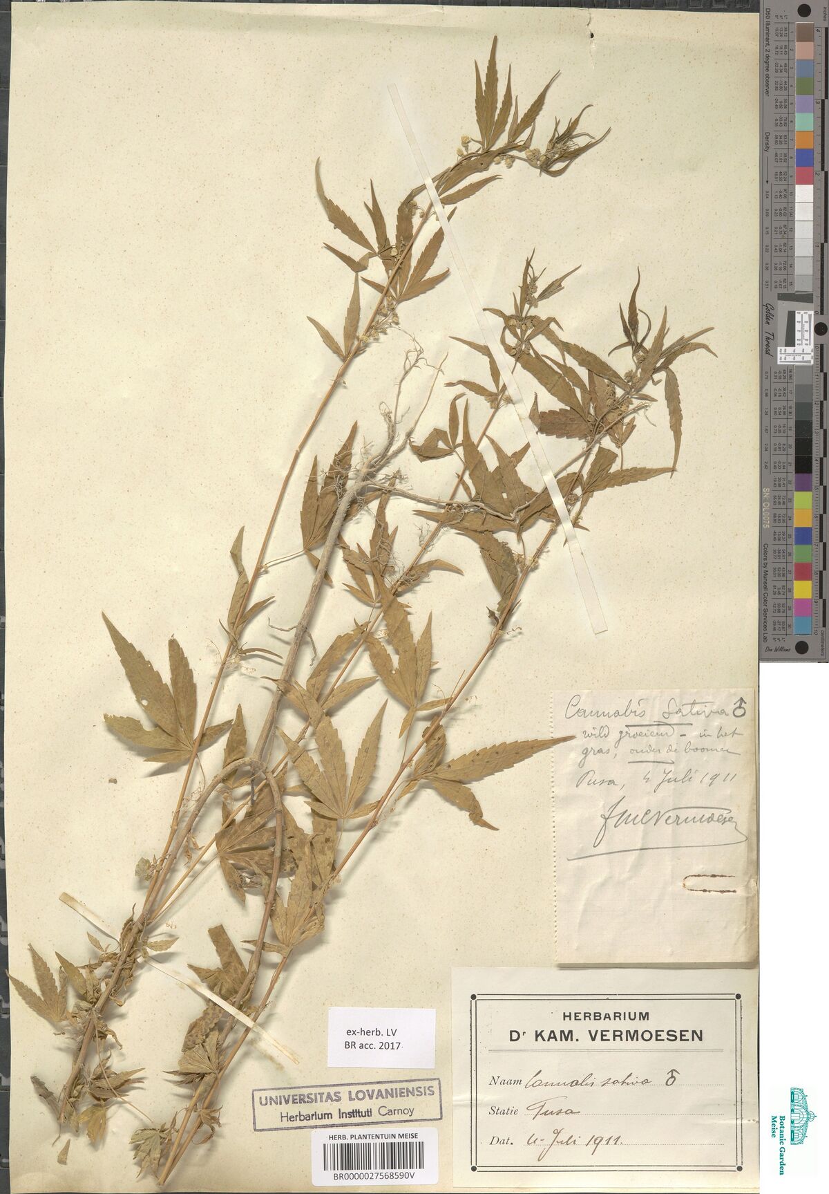 Digitised herbarium sheet with several long, leafy Cannabis stems with narrow leaflets, a handwritten slip and a printed label of Vermoesen's herbarium at the lower right.