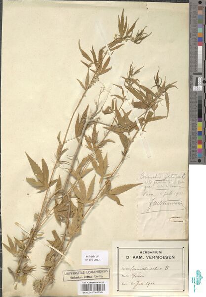 File:Vermoesen s.n. specimen BR0000027568590V.jpg