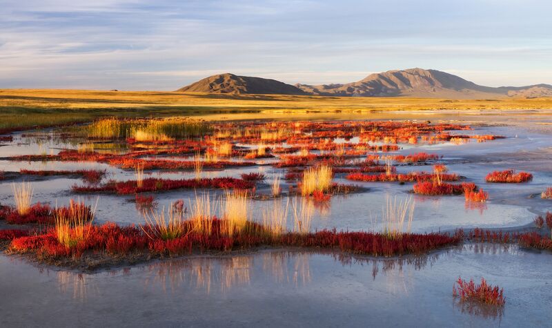 Shallow water with clumps of red-leaved plants and tufts of pale grass, a dry plain and bare hills behind, at evening.
