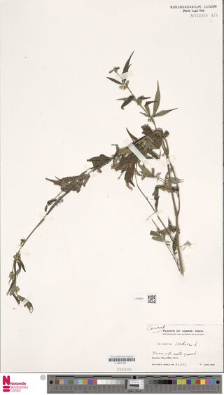Digitised herbarium sheet with one long, sparsely leafy Cannabis stem bent across the sheet and a printed University of Michigan label at the lower right.