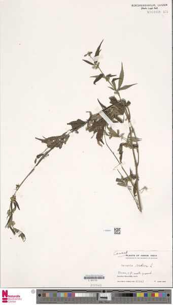 File:Koelz 22862 specimen L.1592641.jpg