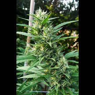 Upright cannabis plant with a long flower cluster and narrow fan leaves
