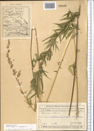Digitised herbarium sheet with several Cannabis stems, one long and leafy, one thin and flowering, and pieces of bare stem, a printed map slip at the top left, and a printed label completed by hand at the foot.