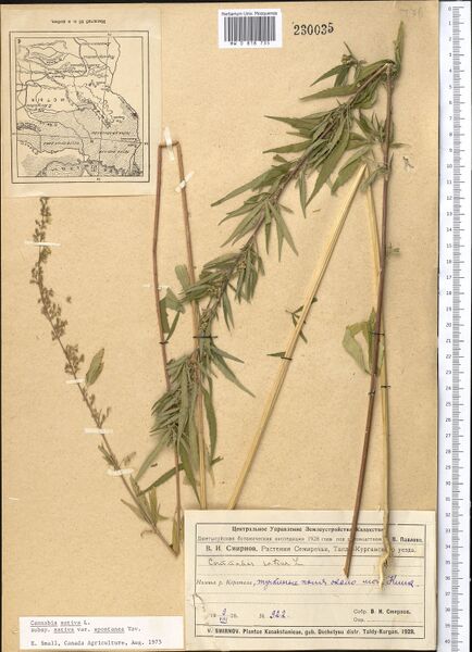 File:Smirnov 922 specimen MW0818735.jpg