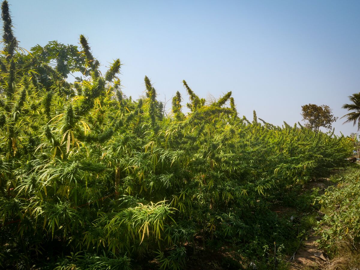 Landrace cannabis at Khun Aek's farm in the Phu Phan hills of Northeastern Thailand.