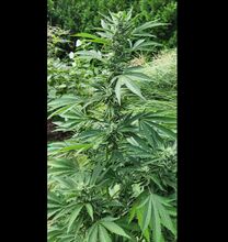 Tall, leafy cannabis plant with a pointed top among garden shrubs