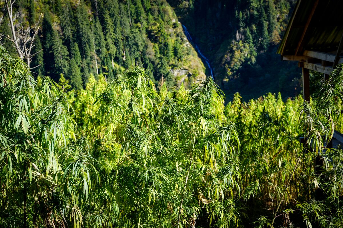 Landrace cannabis cultivated near Atolang in the Malana Valley, Himachal Pradesh - India