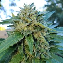Resinous cannabis flower top with fan leaves, outdoors