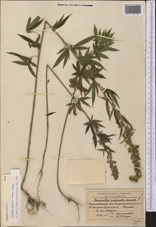 Digitised herbarium sheet with two tall, branched Cannabis plants with their roots, a paper packet, two typed slips at the lower left and a printed label at the lower right.