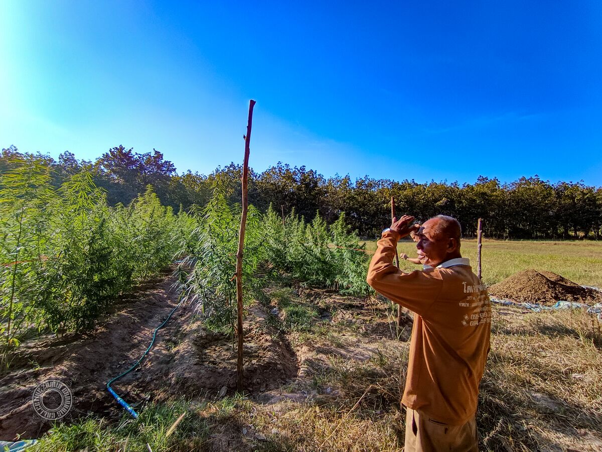 Mr Lin Pooh (RIP) observing his plants at the Lin Pooh Family landrace cannabis farm in the Phu Phan hills of Sakhon Nakhon Province, Thailand.
