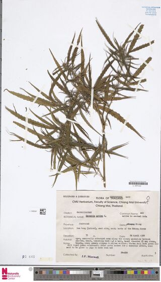 Digitised herbarium sheet with a narrow-leaved Cannabis sativa plant and a typed Chiang Mai University label.
