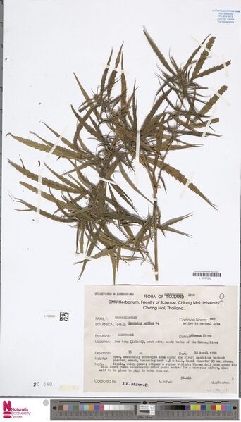 File:Maxwell 98-468 specimen L1592597.jpg