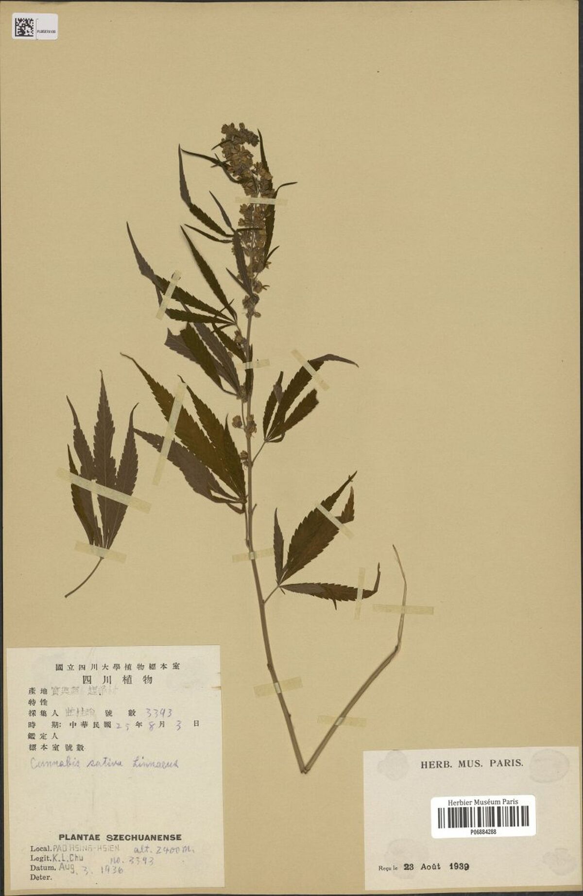 Digitised herbarium sheet with a leafy Cannabis stem with palmate leaves and a flowering top, a Chinese label of the National Szechuan University herbarium, a Latin label and a Paris museum label.