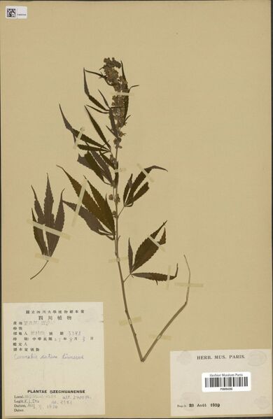 File:Chu 3393 specimen P06884288.jpg