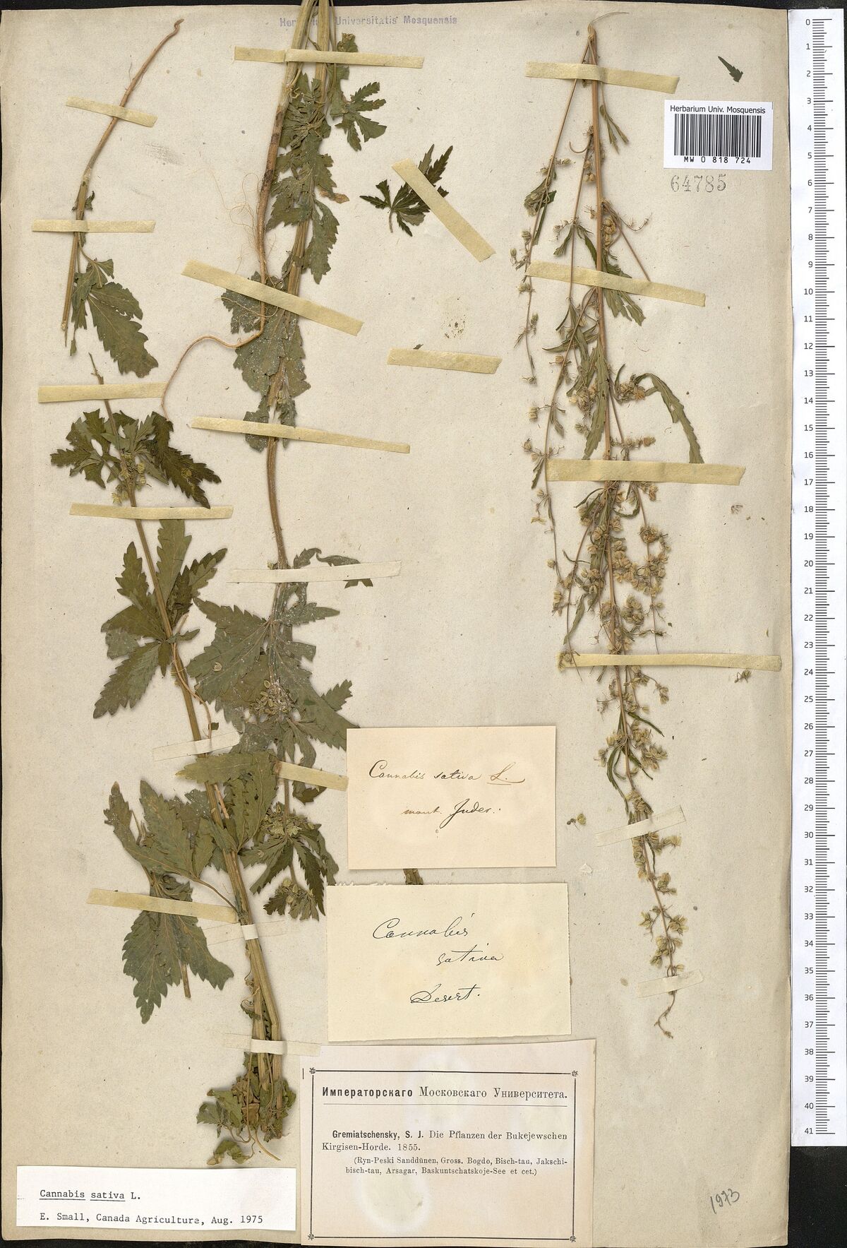 Digitised herbarium sheet with two Cannabis plants, a stout leafy one at the left and a slender flowering one at the right, handwritten slips and a printed series label at the lower right.