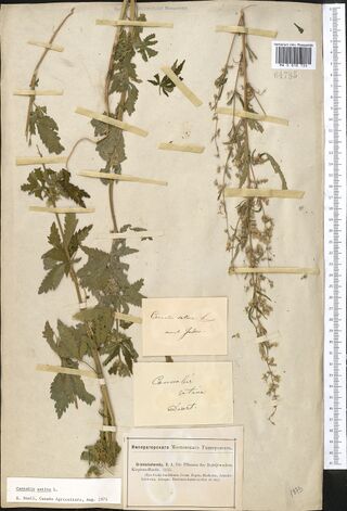 Digitised herbarium sheet with two Cannabis plants, a stout leafy one at the left and a slender flowering one at the right, handwritten slips and a printed series label at the lower right.