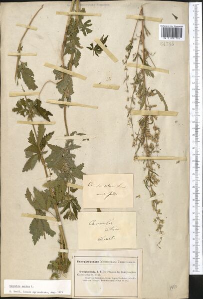 File:Gremiatschensky s.n. specimen MW0818724.jpg