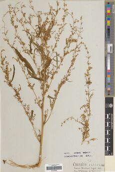 Digitised herbarium sheet with branching Cannabis stems bearing loose flower clusters, stamped for the James McNab demonstration collection.