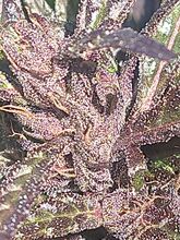 Close view of a purple, resin-covered cannabis flower