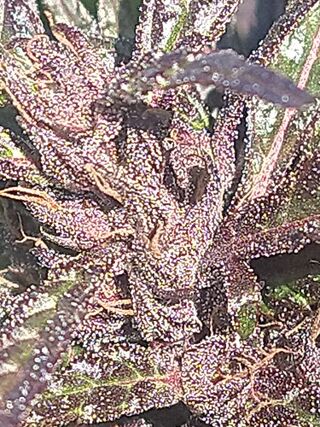 Close view of a purple, resin-covered cannabis flower