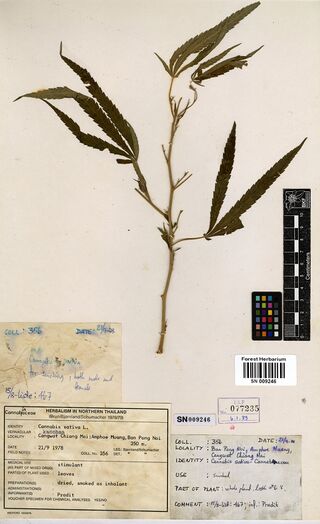 Digitised herbarium sheet with a Cannabis sativa specimen, a handwritten field slip and two typed ethnobotanical labels.