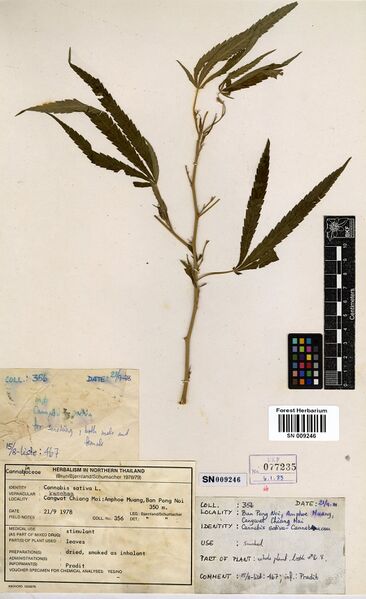 File:Bjørnland 356 specimen SN009246.jpg