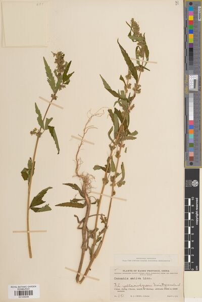 File:Ching 681 specimen E01459296.jpg