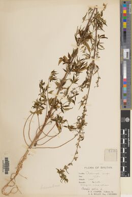 Digitised herbarium sheet with a single branched, fruiting cannabis plant running diagonally across the sheet and a handwritten Flora of Bhutan label at the lower right.