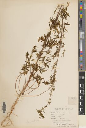 Digitised herbarium sheet with a single branched, fruiting cannabis plant running diagonally across the sheet and a handwritten Flora of Bhutan label at the lower right.