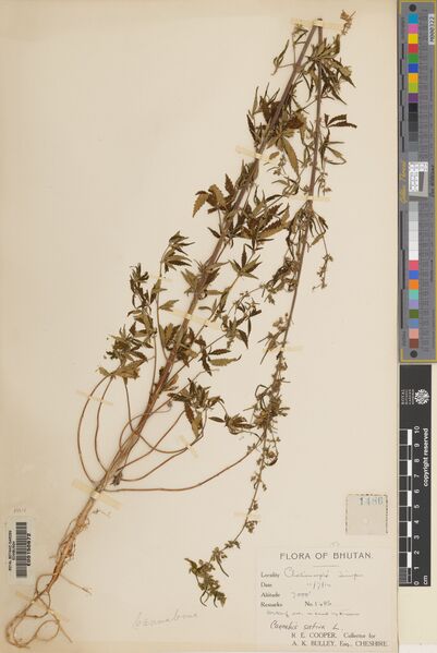 File:Cooper 1486 specimen E00150672.jpg