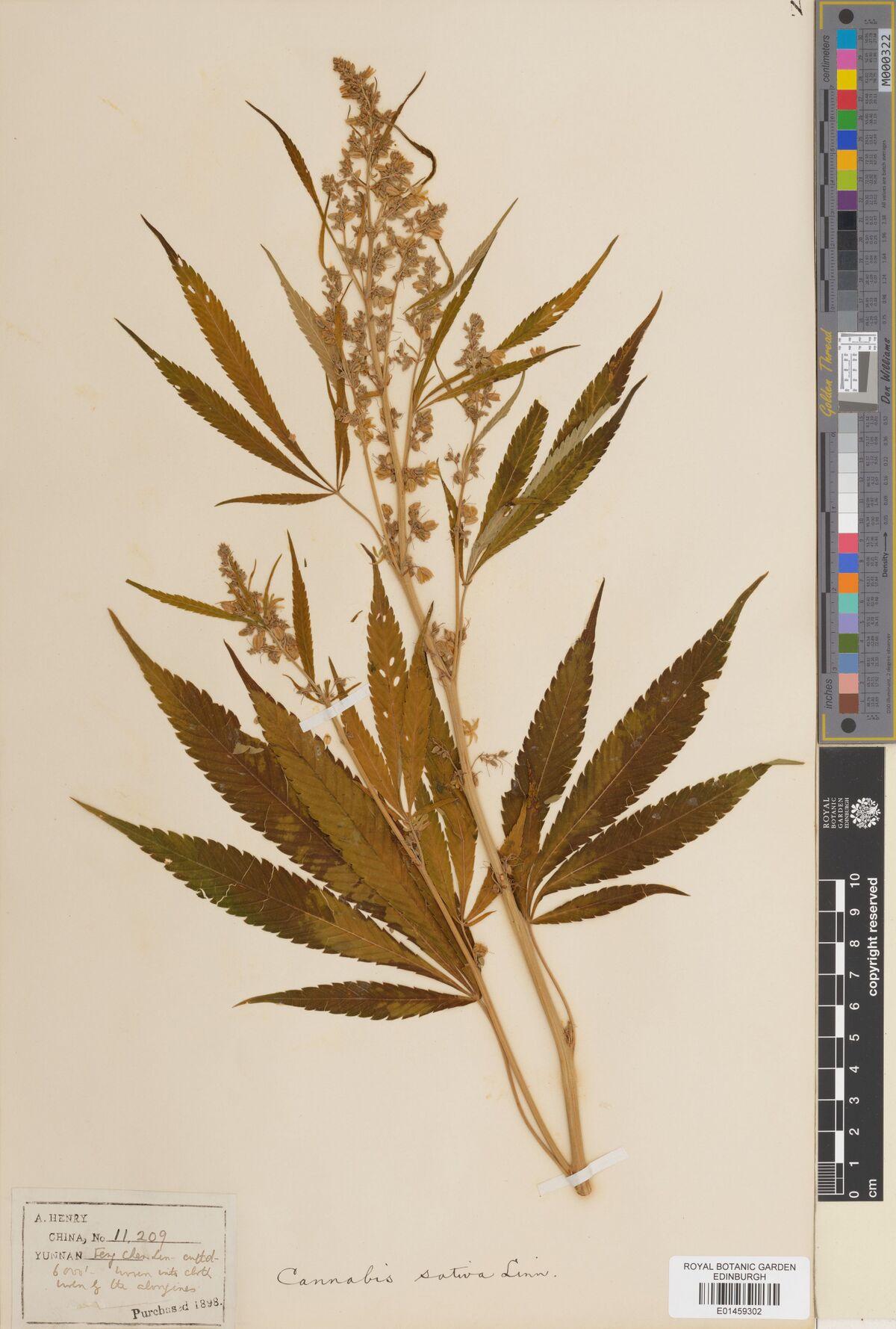 Digitised herbarium sheet with a leafy Cannabis stem with large palmate leaves and a flowering top, and a handwritten label at the lower right.