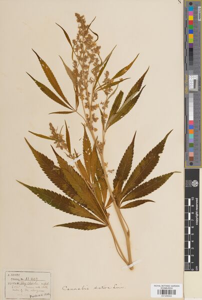File:Henry 11209 specimen E01459302.jpg