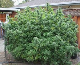 Very large, bushy cannabis plant filling a fenced garden beside a house