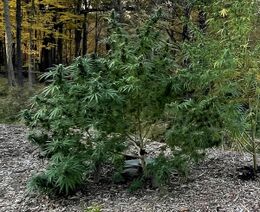 Branching cannabis plant in a garden bed of wood chips, with trees in autumn colour behind