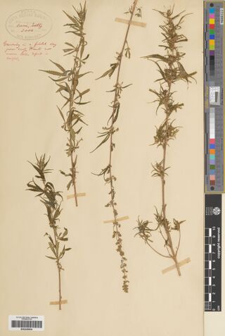 Digitised herbarium sheet with four pressed Cannabis stems held by paper strips, an oval stamp at the top left and a note in red ink beneath it.