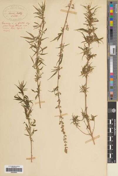 File:Watt Suni specimen E00248804.jpg