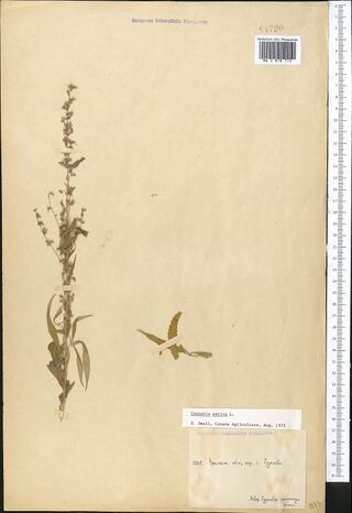 Digitised herbarium sheet with a single slender Cannabis stem with a sparse flowering top and a detached leaf, a typed slip and a small handwritten label at the lower right.