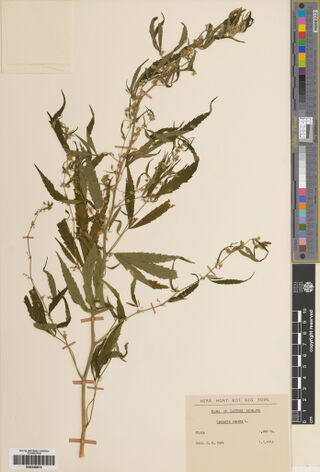 Digitised herbarium sheet with a broad leafy Cannabis branch and a typed label of the Royal Botanic Garden Edinburgh herbarium reading Tista.