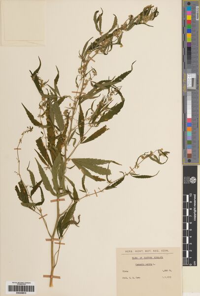 File:Cave specimen E00248815.jpg