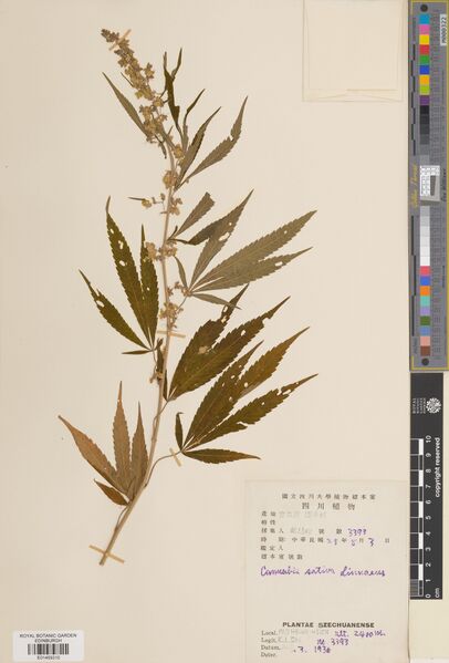 File:Chu 3393 specimen E01459310.jpg