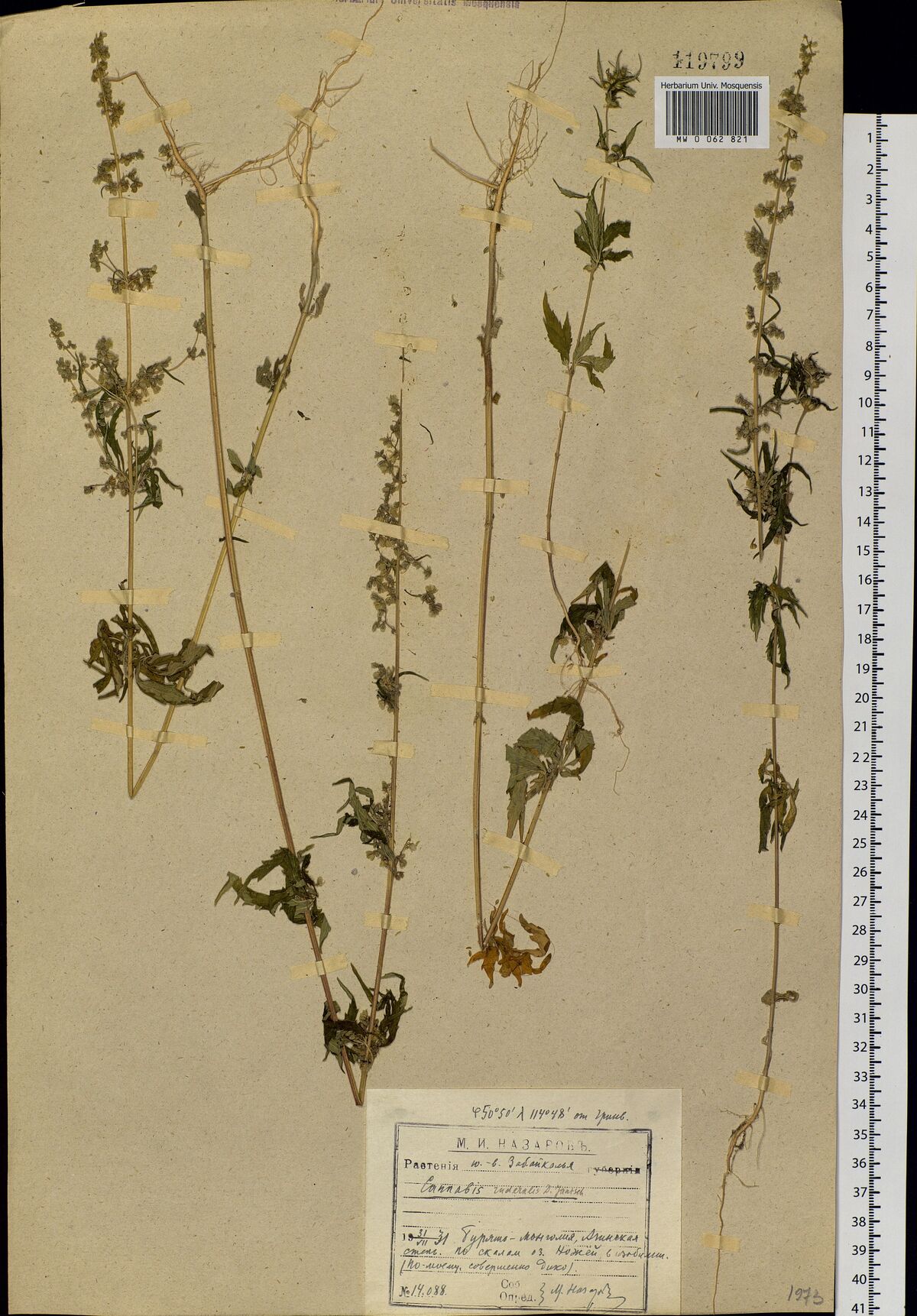 Digitised herbarium sheet with five tall, slender Cannabis stems with narrow leaves and long flowering tops, and a stamped label completed by hand at the foot.