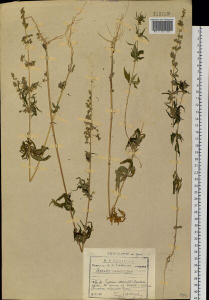File:Nazarov 14088 specimen MW0062821.jpg
