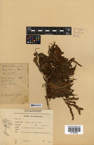 Digitised herbarium sheet with a leafy Cannabis sativa stem, a collector's packet and a typed Flora of Thailand label.