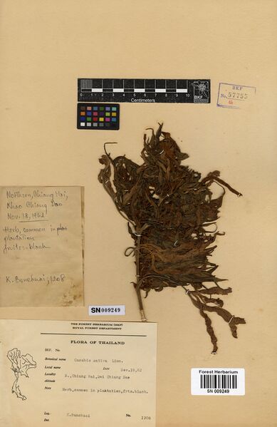File:Bunchuai 1208 specimen SN009249.jpg